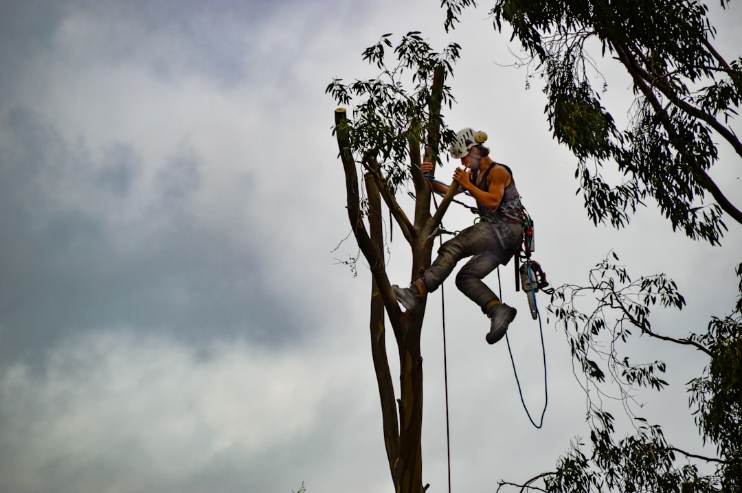 Longview arborist inspecting a tree to match the right service